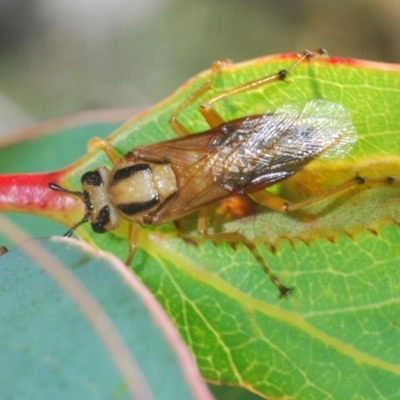Pseudoperga lewisii (A Sawfly) at Namadgi National Park - 23 Jan 2021 by Harrisi