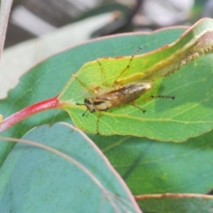 Pseudoperga lewisii at Cotter River, ACT - 23 Jan 2021