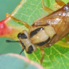 Pseudoperga lewisii at Cotter River, ACT - 23 Jan 2021