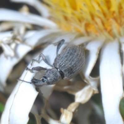 Perperus sp. (genus) (Weevil) at Namadgi National Park - 23 Jan 2021 by Harrisi