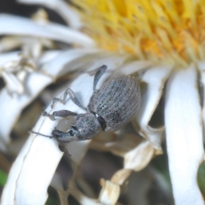 Perperus sp. (genus) (Weevil) at Cotter River, ACT - 23 Jan 2021 by Harrisi