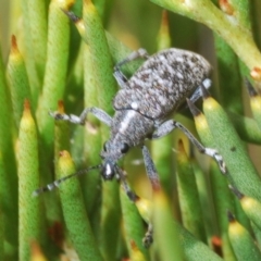 Pachyura australis (Belid weevil) at Cotter River, ACT - 23 Jan 2021 by Harrisi