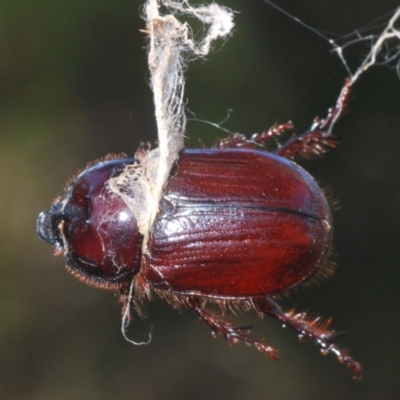 Dasygnathus sp. (Rhinoceros beetle) at Coree, ACT - 23 Jan 2021 by Harrisi