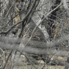 Wallabia bicolor (Swamp Wallaby) at Namadgi National Park - 27 Jan 2021 by KMcCue