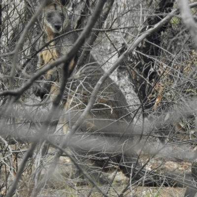 Wallabia bicolor (Swamp Wallaby) at Namadgi National Park - 27 Jan 2021 by KMcCue