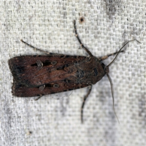 Agrotis infusa at O'Connor, ACT - 20 Jan 2021