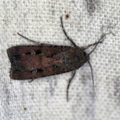 Agrotis infusa (Bogong Moth, Common Cutworm) at O'Connor, ACT - 20 Jan 2021 by ibaird