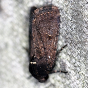 Proteuxoa provisional species 1 at O'Connor, ACT - 20 Jan 2021 11:02 PM