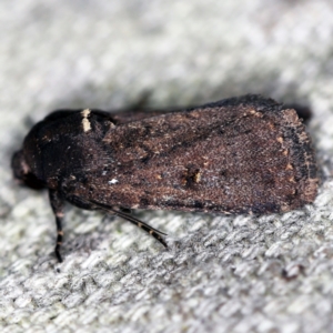 Proteuxoa provisional species 1 at O'Connor, ACT - 20 Jan 2021 11:02 PM