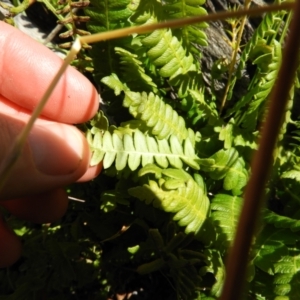 Blechnum penna-marina at Cotter River, ACT - 25 Jan 2021