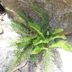 Polystichum proliferum (Mother Shield Fern) at Cotter River, ACT - 25 Jan 2021 by MatthewFrawley