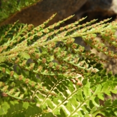 Polystichum proliferum at Cotter River, ACT - 25 Jan 2021 12:31 PM