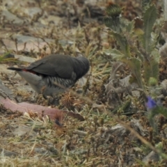 Stagonopleura guttata (Diamond Firetail) at Booth, ACT - 26 Jan 2021 by KMcCue