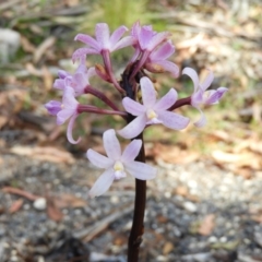 Dipodium roseum (Rosy hyacinth orchid) at Paddys River, ACT - 25 Jan 2021 by MatthewFrawley