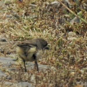 Aphelocephala leucopsis at Booth, ACT - 27 Jan 2021 07:53 AM