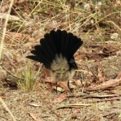 Rhipidura leucophrys (Willie Wagtail) at Booth, ACT - 26 Jan 2021 by KMcCue