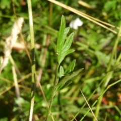 Ranunculus sp. at Paddys River, ACT - 25 Jan 2021 12:53 PM