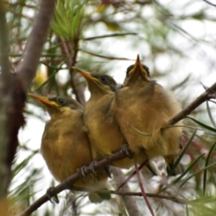 Acanthorhynchus tenuirostris (Eastern Spinebill) at Currawang, NSW - 27 Jan 2021 by camcols