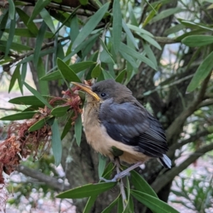 Acanthorhynchus tenuirostris at Currawang, NSW - 27 Jan 2021