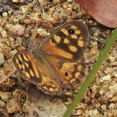 Geitoneura klugii (Marbled Xenica) at Booth, ACT - 26 Jan 2021 by KMcCue