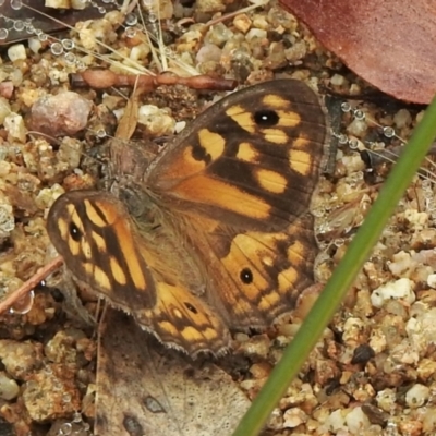 Geitoneura klugii (Marbled Xenica) at Booth, ACT - 27 Jan 2021 by KMcCue