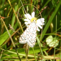 Utetheisa pulchelloides (Heliotrope Moth) at Namadgi National Park - 25 Jan 2021 by MatthewFrawley