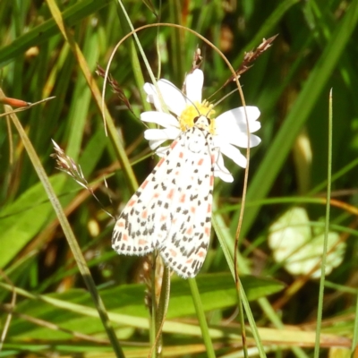 Utetheisa pulchelloides (Heliotrope Moth) at Namadgi National Park - 25 Jan 2021 by MatthewFrawley
