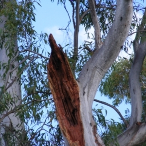 Eucalyptus blakelyi at Curtin, ACT - 8 Dec 2020