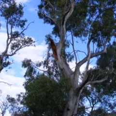 Eucalyptus blakelyi at Curtin, ACT - 8 Dec 2020