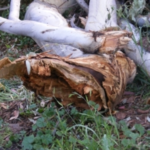 Eucalyptus melliodora at Curtin, ACT - 8 Dec 2020