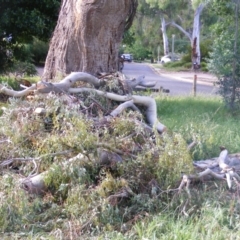 Eucalyptus melliodora at Curtin, ACT - 8 Dec 2020