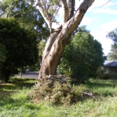 Eucalyptus melliodora at Curtin, ACT - 8 Dec 2020 09:34 AM