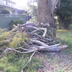 Eucalyptus melliodora at Curtin, ACT - 8 Dec 2020 09:34 AM