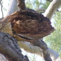 Eucalyptus melliodora at Curtin, ACT - 8 Dec 2020