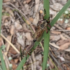 Zosteria sp. (genus) (Common brown robber fly) at QPRC LGA - 31 Dec 2020 by camcols