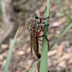 Zosteria sp. (genus) at Currawang, NSW - suppressed