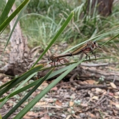 Zosteria sp. (genus) at Currawang, NSW - suppressed