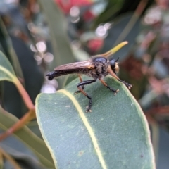 Neoscleropogon sp. (genus) (Robber fly) at QPRC LGA - 24 Jan 2021 by camcols