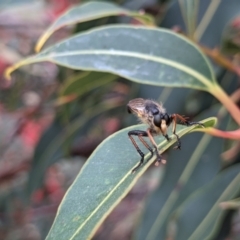 Neoscleropogon sp. (genus) at Currawang, NSW - 24 Jan 2021