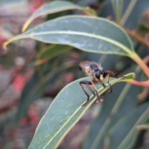 Neoscleropogon sp. (genus) at Currawang, NSW - 24 Jan 2021