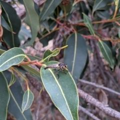 Neoscleropogon sp. (genus) at Currawang, NSW - 24 Jan 2021