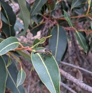 Neoscleropogon sp. (genus) at Currawang, NSW - 24 Jan 2021