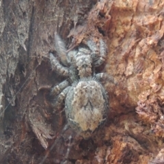 Servaea sp. (genus) (Unidentified Servaea jumping spider) at Conder, ACT - 30 Nov 2020 by michaelb