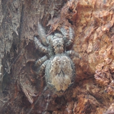 Servaea sp. (genus) (Unidentified Servaea jumping spider) at Pollinator-friendly garden Conder - 30 Nov 2020 by michaelb