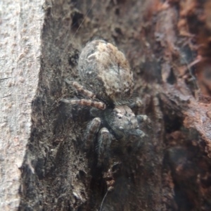 Servaea sp. (genus) at Conder, ACT - 30 Nov 2020