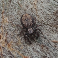 Servaea sp. (genus) at Conder, ACT - 30 Nov 2020