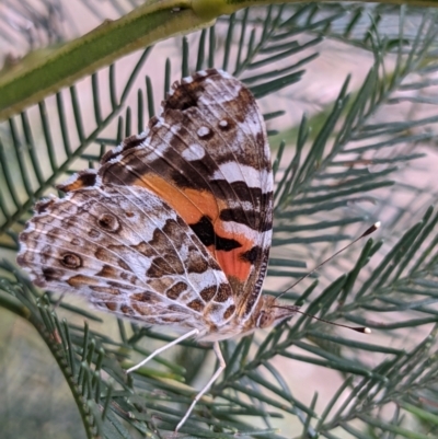 Vanessa kershawi (Australian Painted Lady) at QPRC LGA - 29 Dec 2020 by camcols