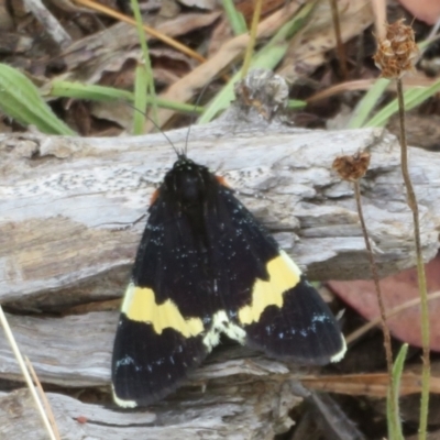 Eutrichopidia latinus (Yellow-banded Day-moth) at Mount Ainslie - 27 Jan 2021 by Christine