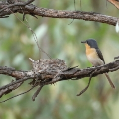 Myiagra rubecula (Leaden Flycatcher) at Ainslie, ACT - 27 Jan 2021 by jb2602