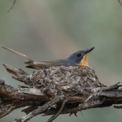 Myiagra rubecula at Ainslie, ACT - suppressed